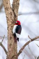 MDC’s Rockwood Reservation to hold Birding and Hiking events Sept. 14