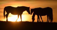 New UK program uses equine research to grow the next generation of scientists