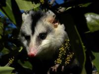 Study warns of the loss of 91.6% of mammal communities in Brazil’s Caatinga by 2060