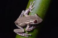 Climate change threatens 40% of amphibians in America: over 300 species at risk of extinction