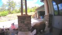 Colorado county logs 257 bear reports as drought shrinks food in the wild