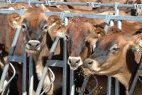 Texas A&M AgriLife Extension’s Southwest Dairy Day set for Sept. 2 in Dalhart