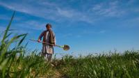 Support for 4,000 Vulnerable Farming Families in Afghanistan