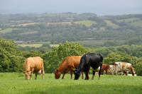 Scotland farmers face up to four week wait for new bluetongue vaccines