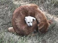 Texas: a stray dog protected her puppy from extreme cold and is looking for a permanent home