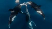 This Orca Hunt Left Behind a Brutal Scene—and the Photo Just Won an Award