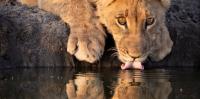 Are zoos ready for the changing climate?