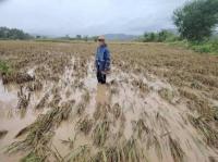 Agri losses from storms, monsoon tops P1B – DA