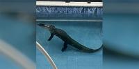 Florida congressman introduces bill calling for federal study on alligator nuisance removal rules