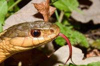Aamjiwnaang has spent years protecting one of Canada’s last strongholds for a disappearing snake