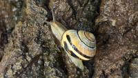 Snail slime does many jobs thanks to calcium