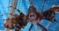 Global warming brings invasive species to the Mediterranean Sea