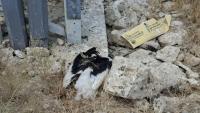 Power lines kill dozens of storks in Jordan Valley