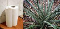 Company Aims for ‘Moonshot’ Replacement for Trees in Paper Products with Humble Desert Plant