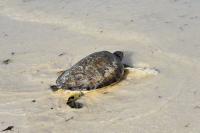 For this turtle rescuer, Kenya’s fishing communities make the best allies