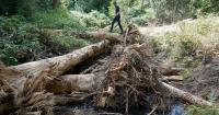 Why beavers are the real stars of this Oregon City watershed restoration project