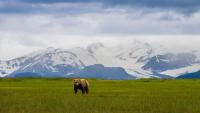 Pro trail runner attacked by bear in Alaska