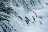 Farmed salmon DNA is now present in a fifth of Scotland’s rivers