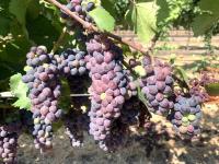 U.S. wine and beer industries crushed by tariffs, Canadian retaliation