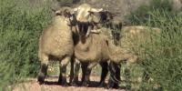 City of Fountain Utilities deploys ‘sheepish tactics’ to have sheep control weeds around power substation and solar array