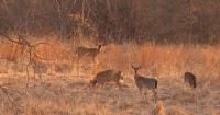Missouri changes deer hunting regulations ahead of 2026 season
