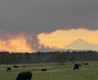 New Oregon survey for businesses facing wildfire losses could inform disaster assistance  