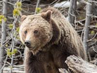 Woman fights off bear with spray after being attacked and injured on popular trail in Alaska