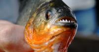 Pennsylvania Piranha Catch: How Did a 2-Pound Piranha End Up in Ridley Park Lake?