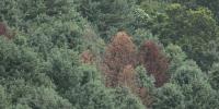 Deadly tree disease affecting North Dakota evergreens expected to spread