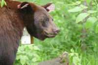 Minnesota #hunters urged not to shoot ear-tagged, radio-collared research bears