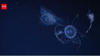 Scientists found 31 new species in the ocean's vast midwater zone, including nine new jellyfish