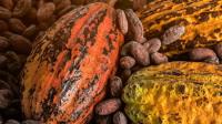 EU-Backed Program Opens Support Window for SMEs in Cocoa, Timber and Cassava Value Chains