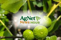 California Figs Make a Comeback as Growers Respond to Rising Demand