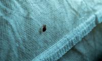The hidden danger of bed bugs: the pests can cause more than just itchy bites... scientists discover they can also spread deadly drug-resistant bacteria