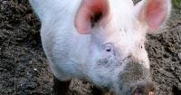 Health officials urge Kent County Youth Fair visitors to watch for flu symptoms