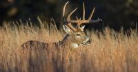 Missouri Changes Deer Hunting Rules For 2026 Season