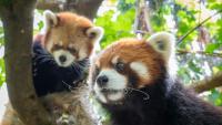 Oregon Zoo's Red Pandas Get To Know Each Other