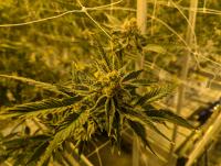 Medical marijuana home cultivation licenses surge in South Dakota
