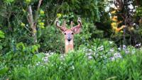 Epizootic hemorrhagic disease confirmed in a dead deer in Richfield