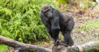 Seattle's Woodland Park Zoo prepares gorilla Kitoko to move