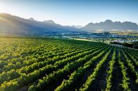 Forget Old vs New World: How the wine map is being redrawn