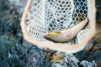Minnesota DNR Seeks Comment On Proposed New Trout Water Designations