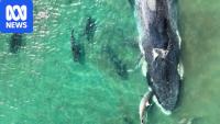 NT rangers make 'gobsmacking' find after pygmy blue whale beaches itself