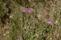 World Leaders Must Tackle Invasive Species in Rangelands Head On
