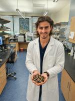 University of Miami research aims to turn sargassum accumulation into aquaculture feed