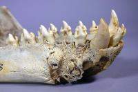 URI researchers travel to Australia to unlock the hidden life history of leopard seals