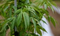 Federal Judge Denies Hemp Entrepreneurs’ Request to Overturn Virginia’s New THC Limit (8-17-2026)