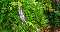 Consider Japanese Wisteria vines for Utah landscapes
