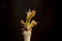 Mice may drive Lyme disease more than deer