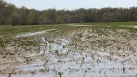 Pro Farmer CCI shows drop in corn, soybean ratings